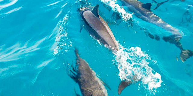 Exclusive half day catamaran cruise dolphins encounter snorkelling (8)